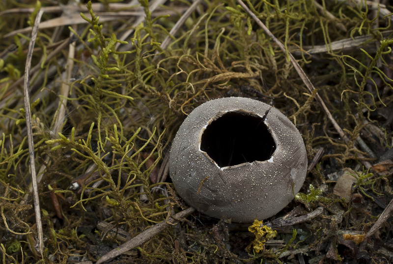 Helvella leucomelaena